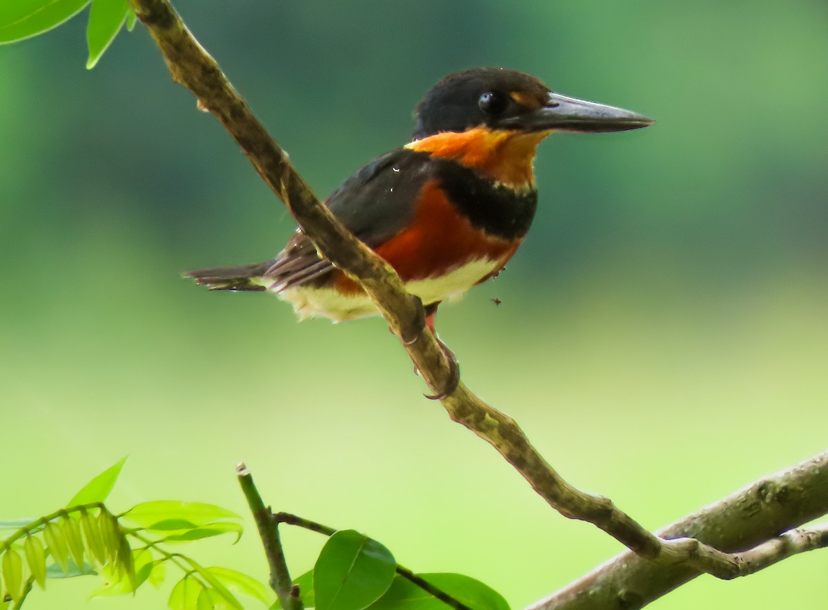 American Pygmy Kingfisher - ML641644446