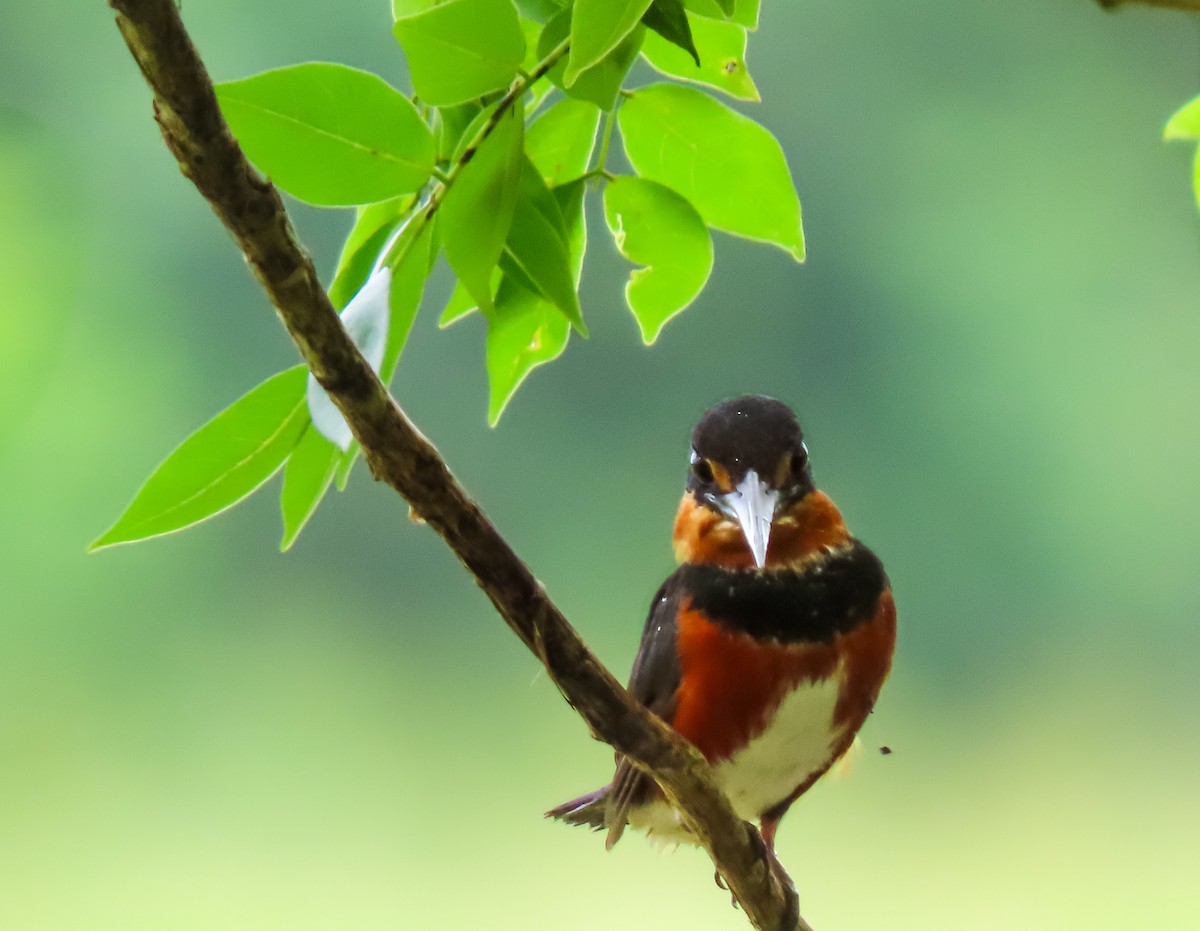 American Pygmy Kingfisher - ML641644447