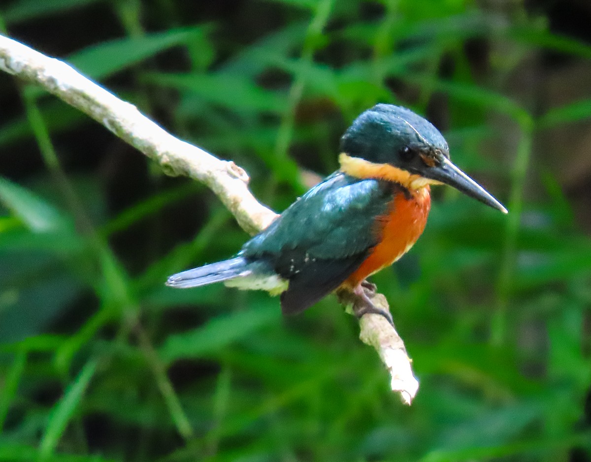 American Pygmy Kingfisher - ML641644448