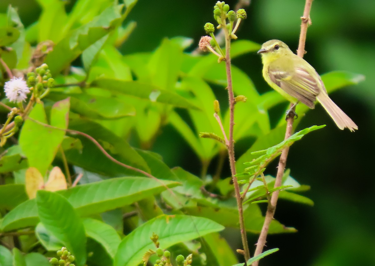 Yellow Tyrannulet - ML641644462