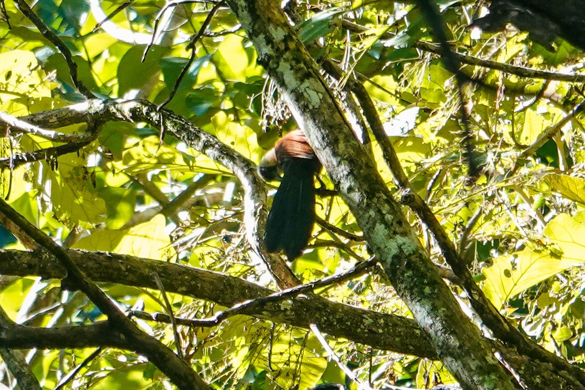 Black-faced Coucal - ML641644466