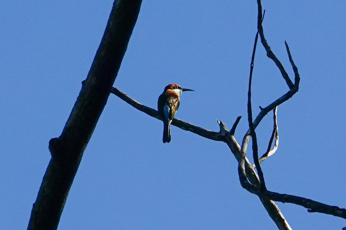 Rufous-crowned Bee-eater - ML641644469