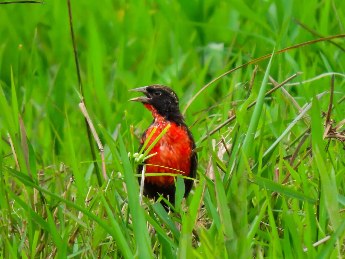 Red-breasted Meadowlark - ML641644475