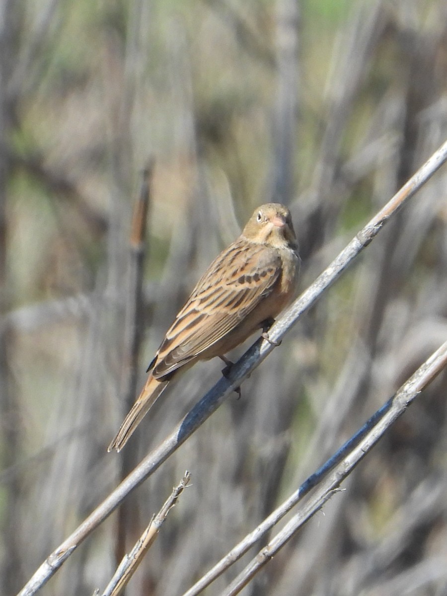 Cretzschmar's Bunting - ML641644480