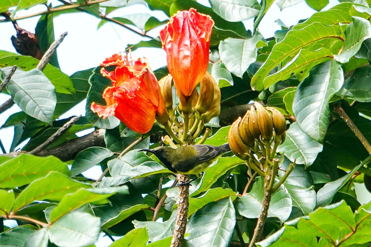Garden Sunbird - ML641644490