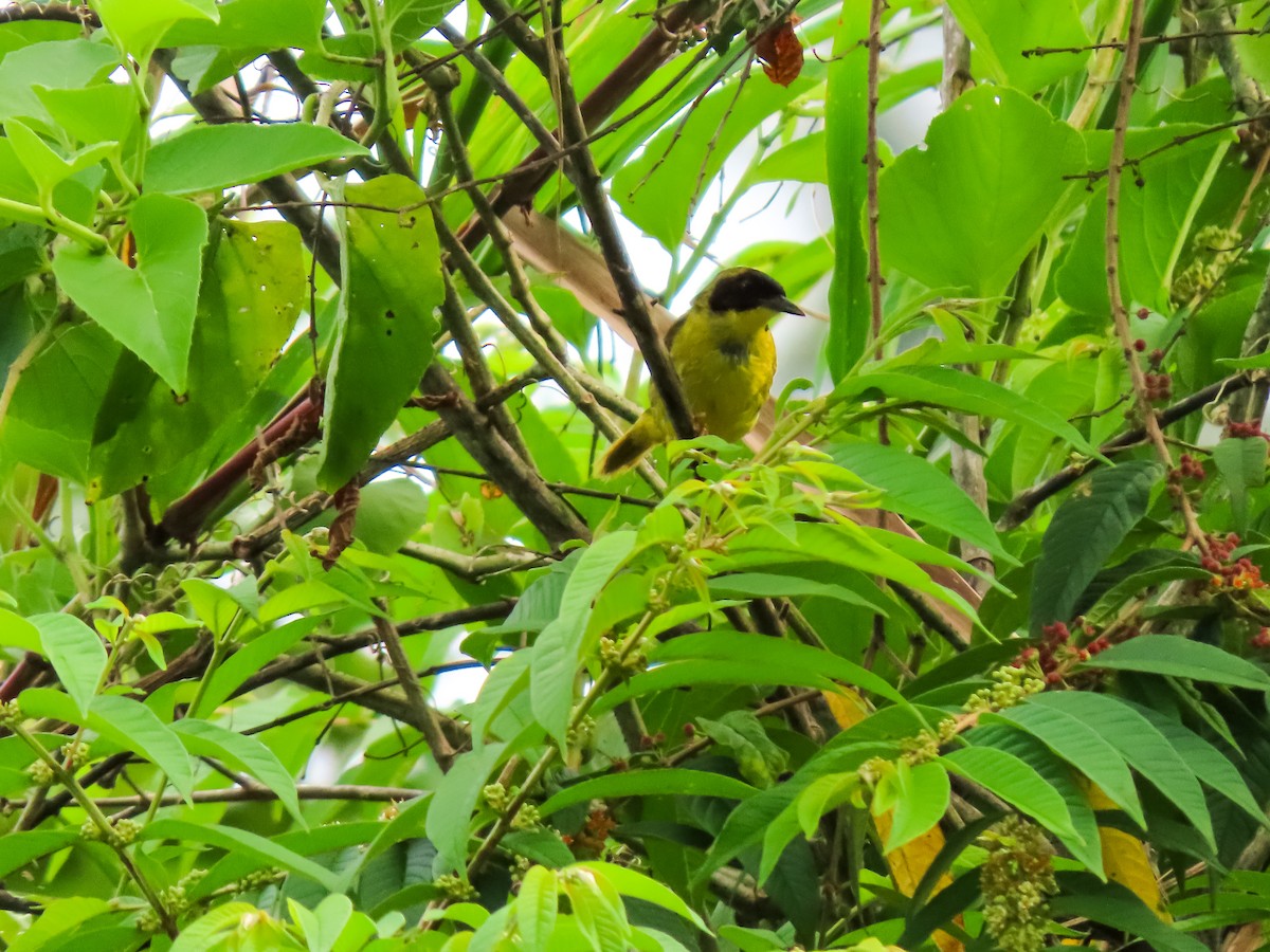 Olive-crowned Yellowthroat - ML641644498