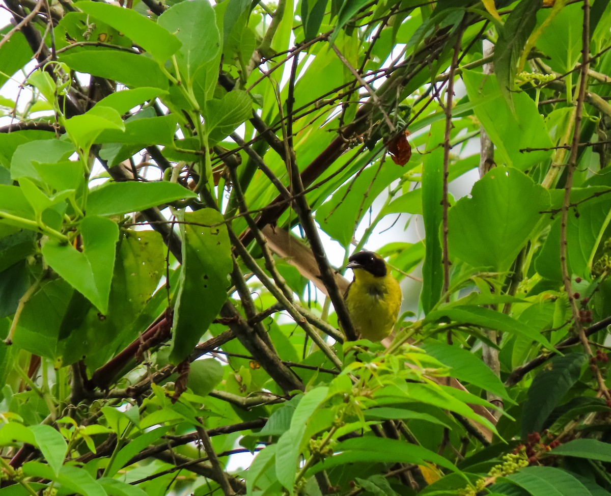 Olive-crowned Yellowthroat - ML641644499