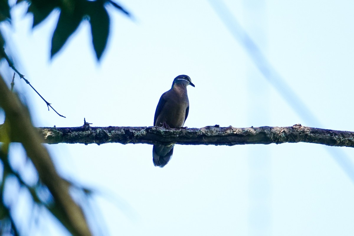 White-eared Brown-Dove (Short-billed) - ML641644504