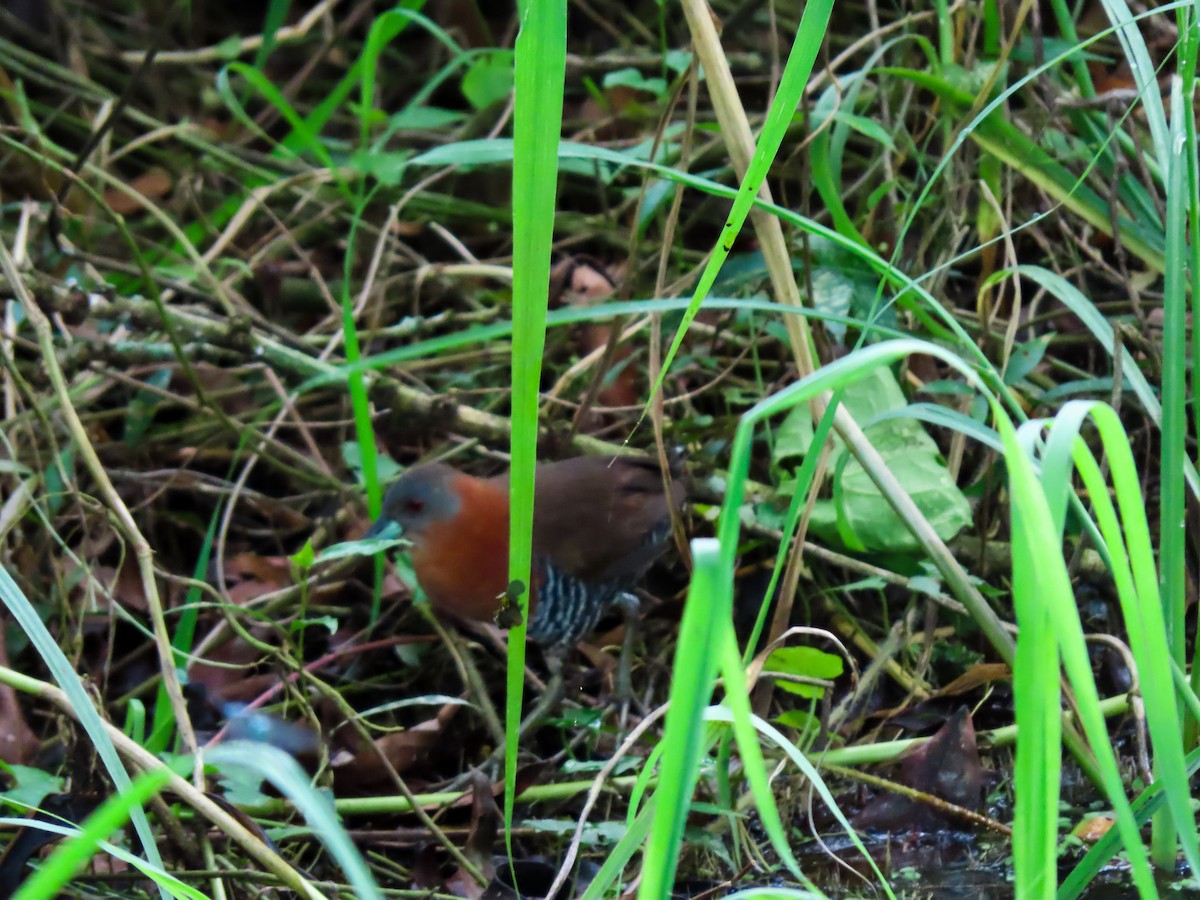 White-throated Crake (Gray-faced) - ML641644522