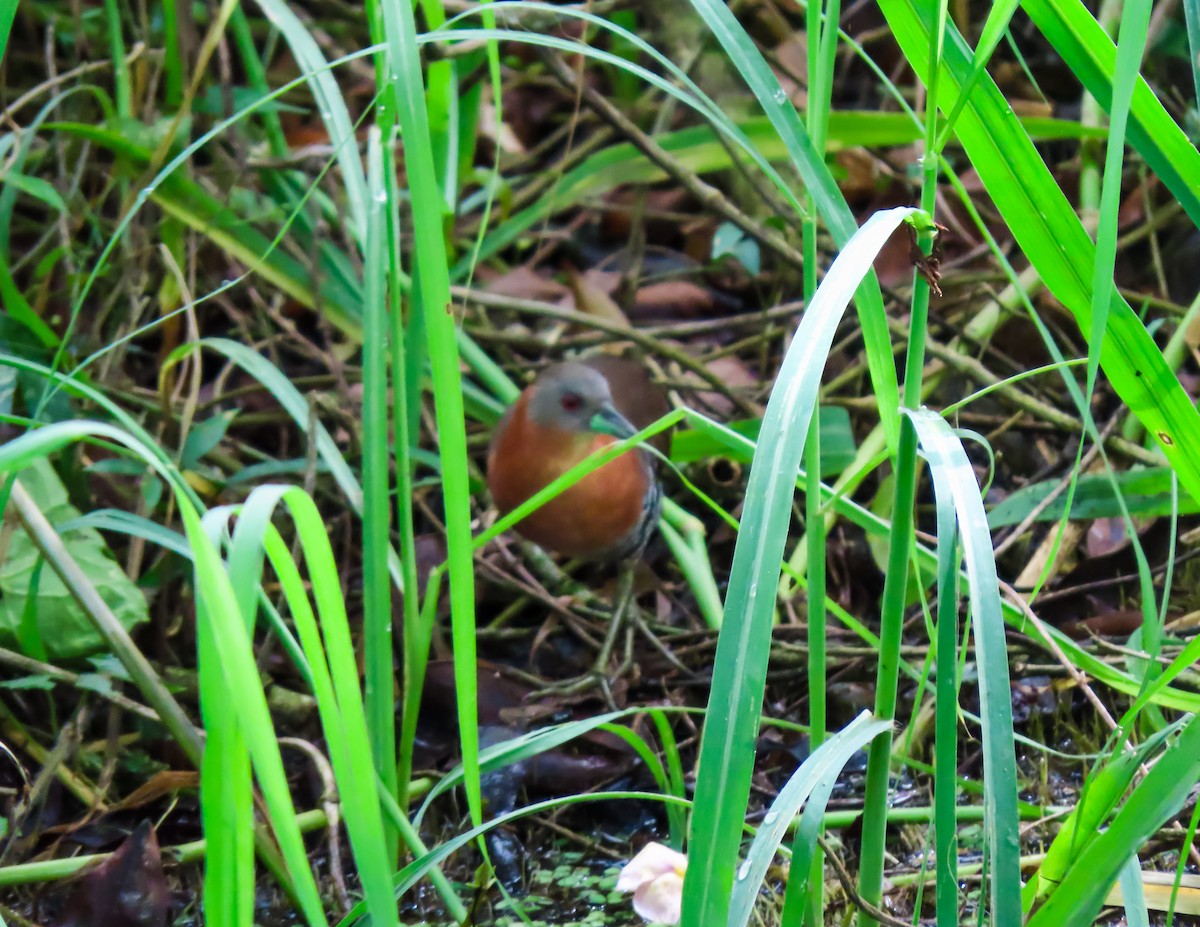 White-throated Crake (Gray-faced) - ML641644523