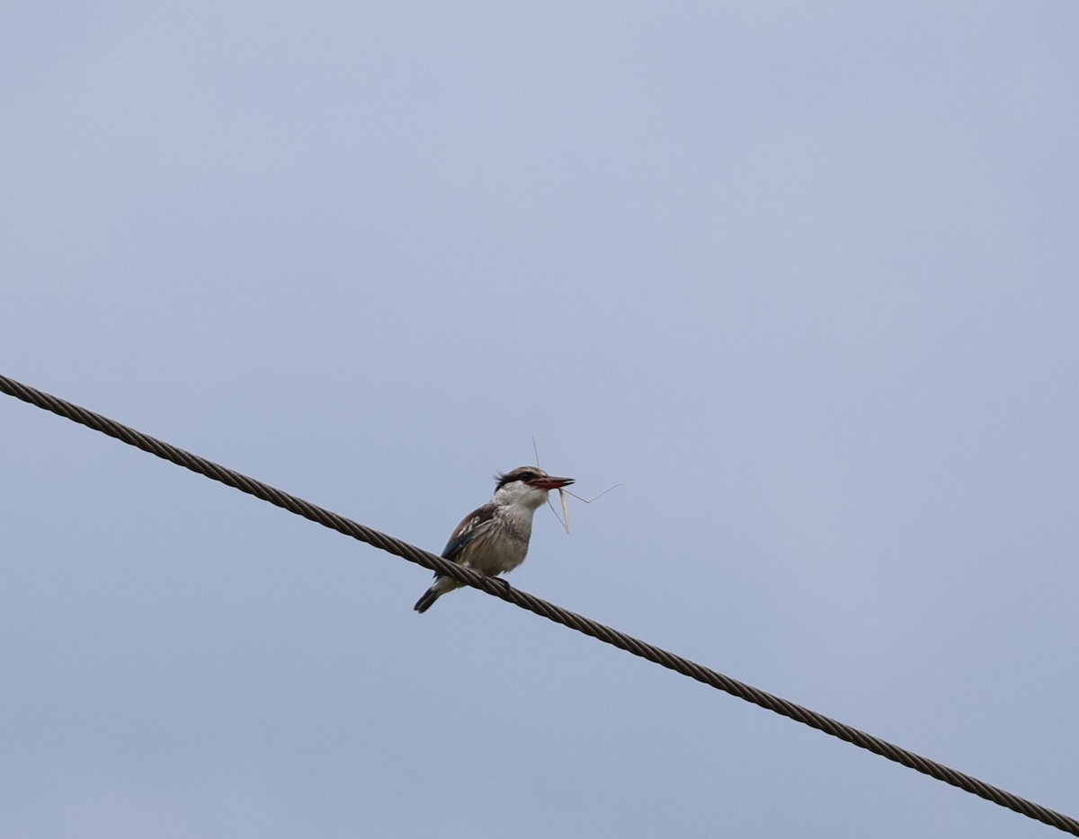 Martin-chasseur strié - ML641644526