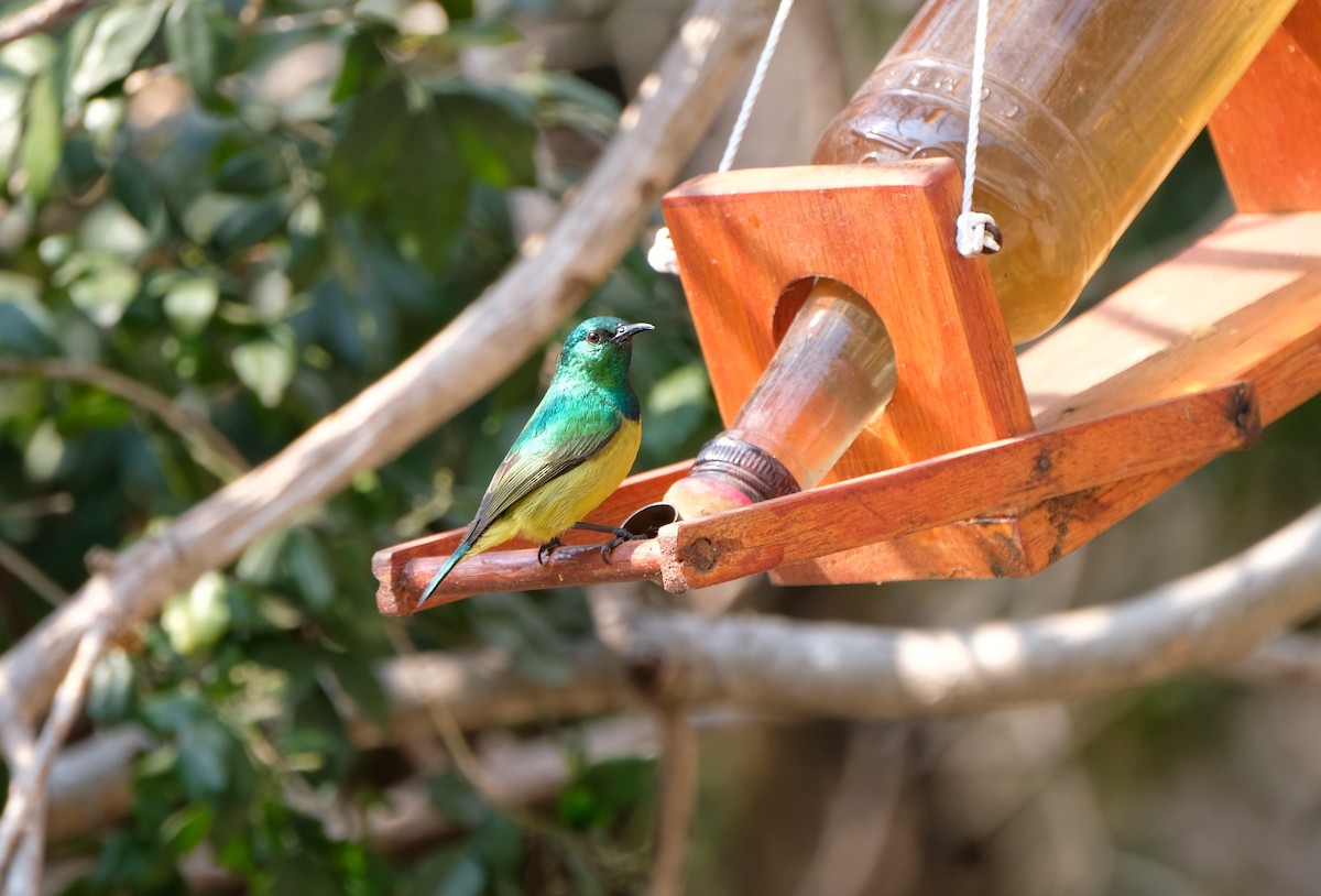 Collared Sunbird - ML641644538