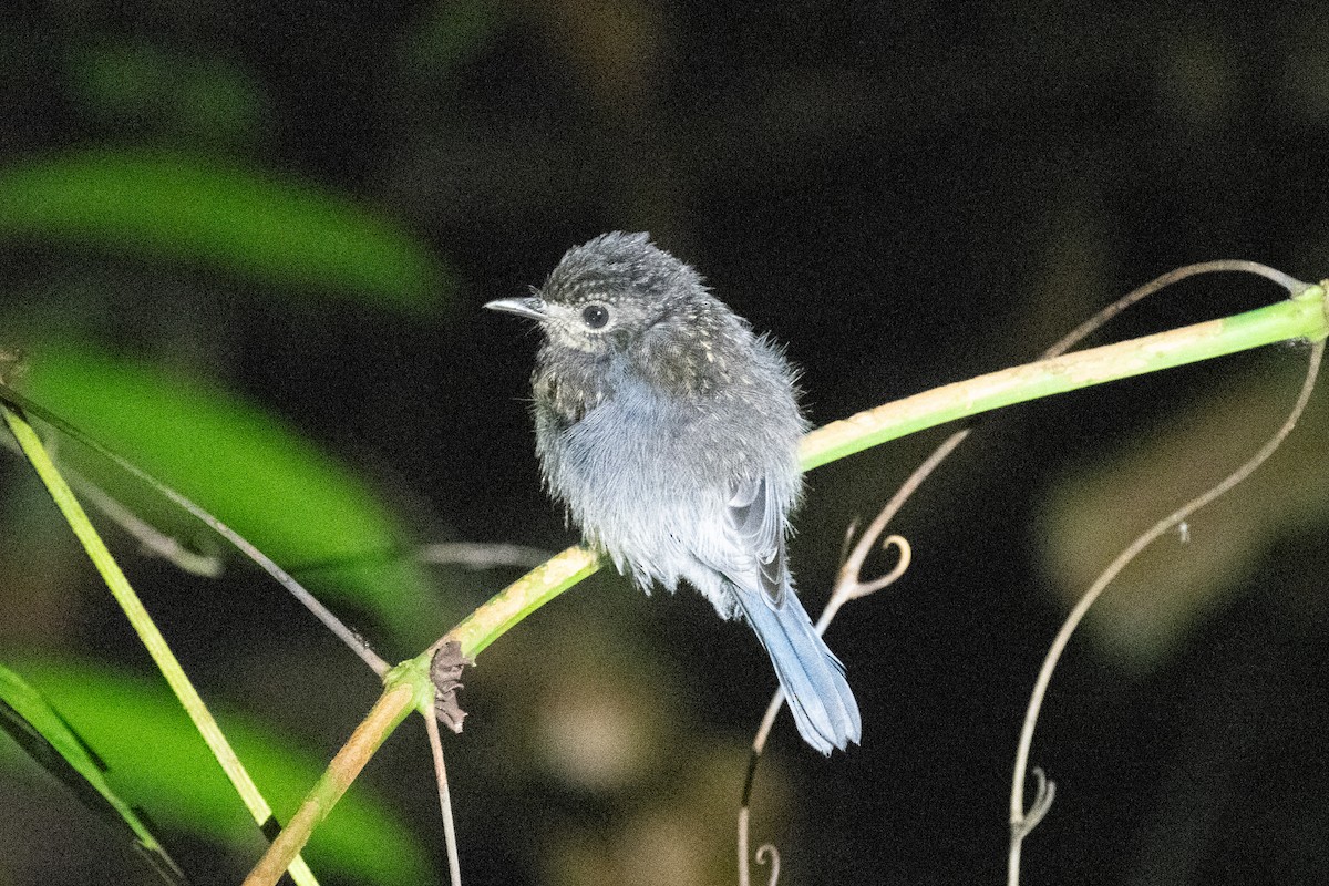 Mangrove Blue Flycatcher - ML641644540