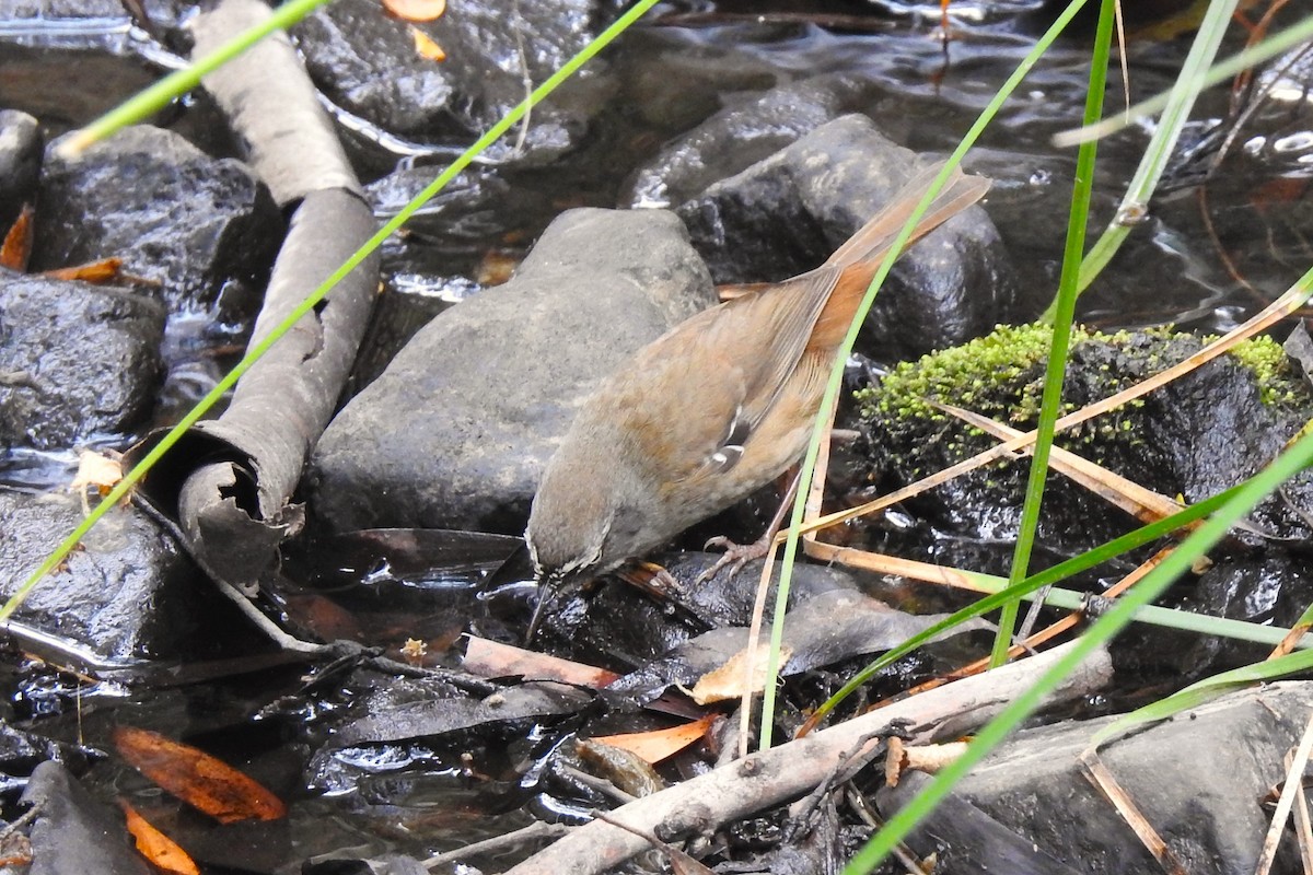 White-browed Scrubwren - ML641644560
