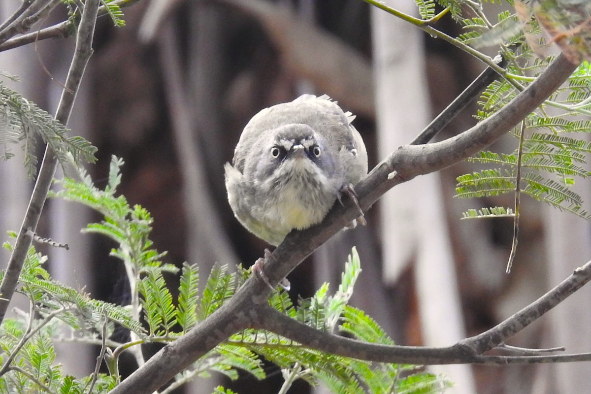 White-browed Scrubwren - ML641644561