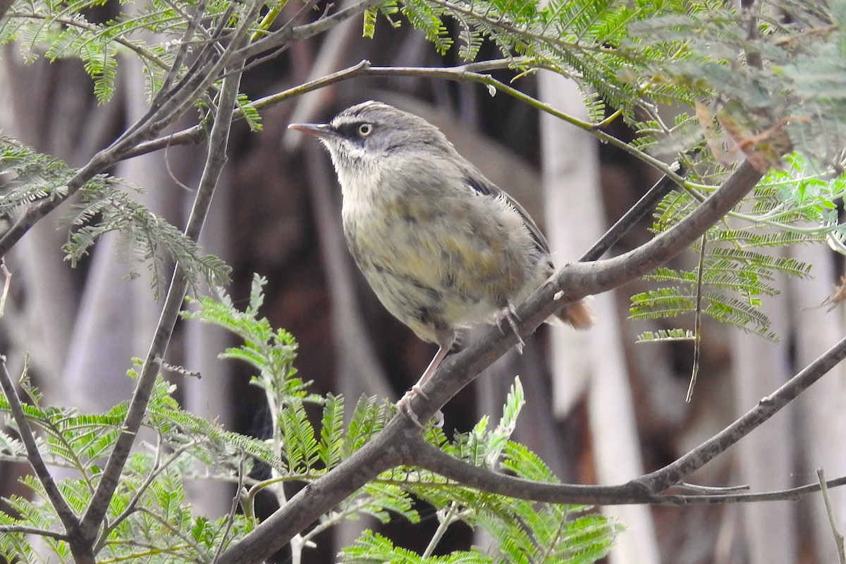 White-browed Scrubwren - ML641644562