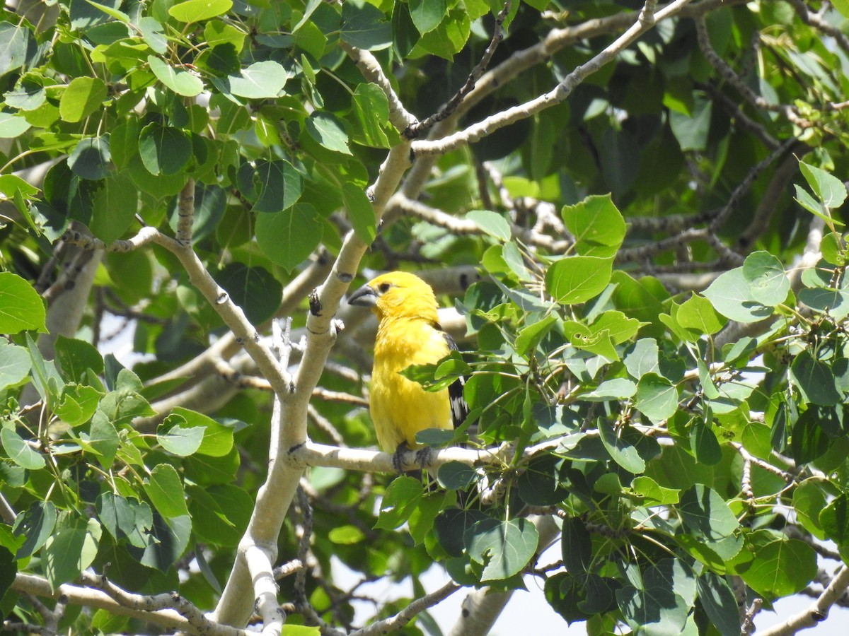 Yellow Grosbeak - ML641644602