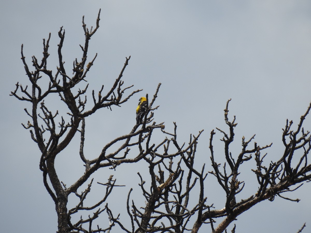 Yellow Grosbeak - ML641644605
