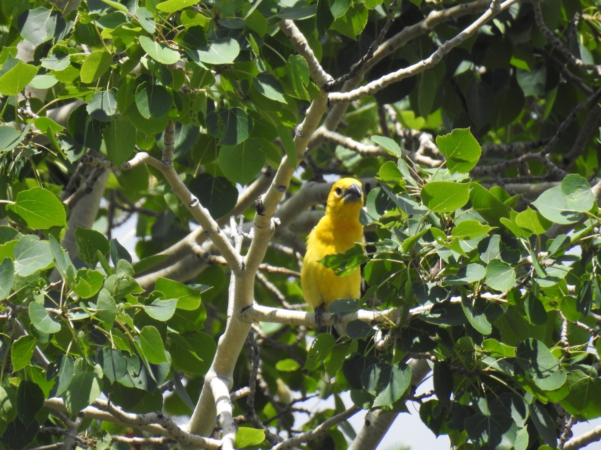 Yellow Grosbeak - ML641644611