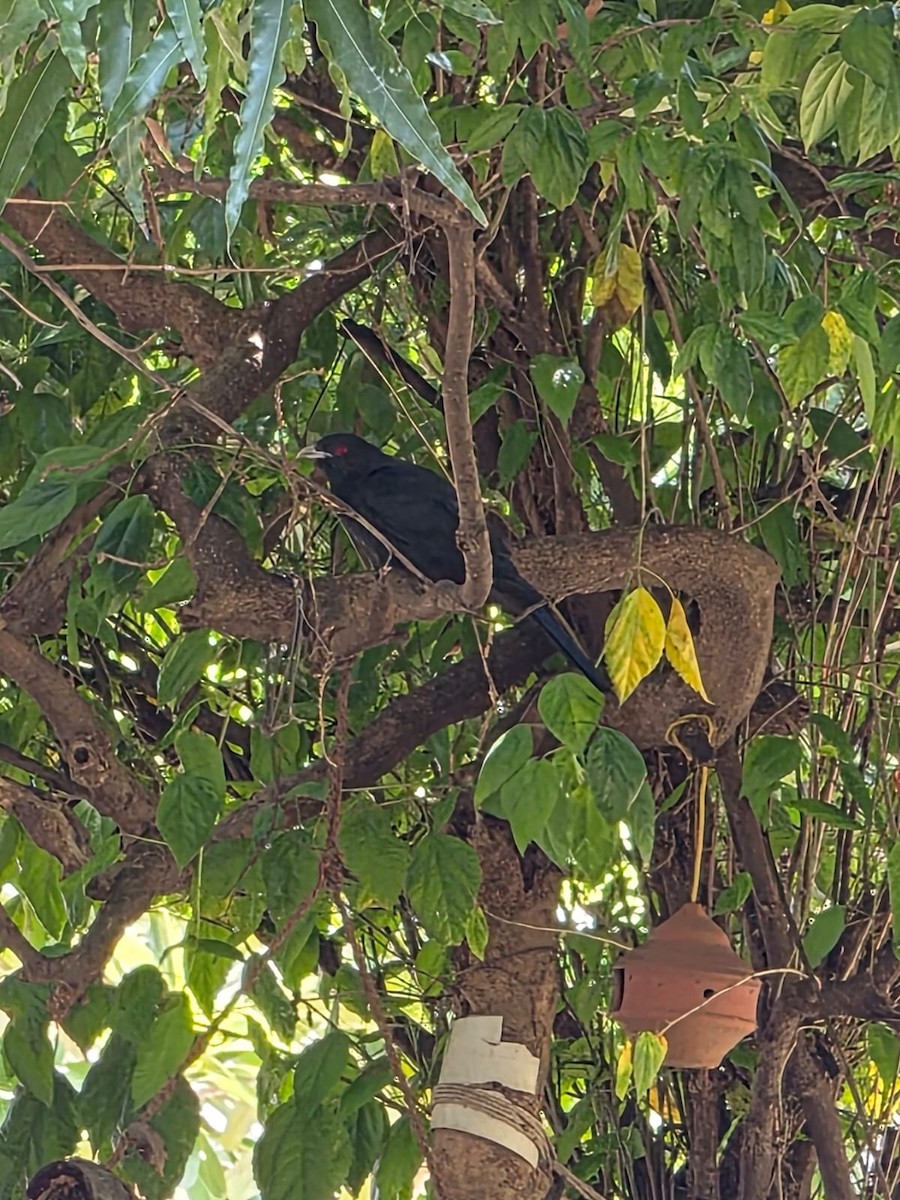 Asian Koel - ML641644621