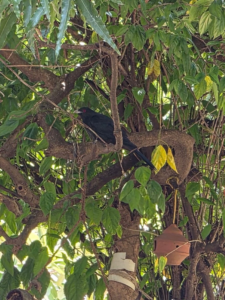 Asian Koel - ML641644622