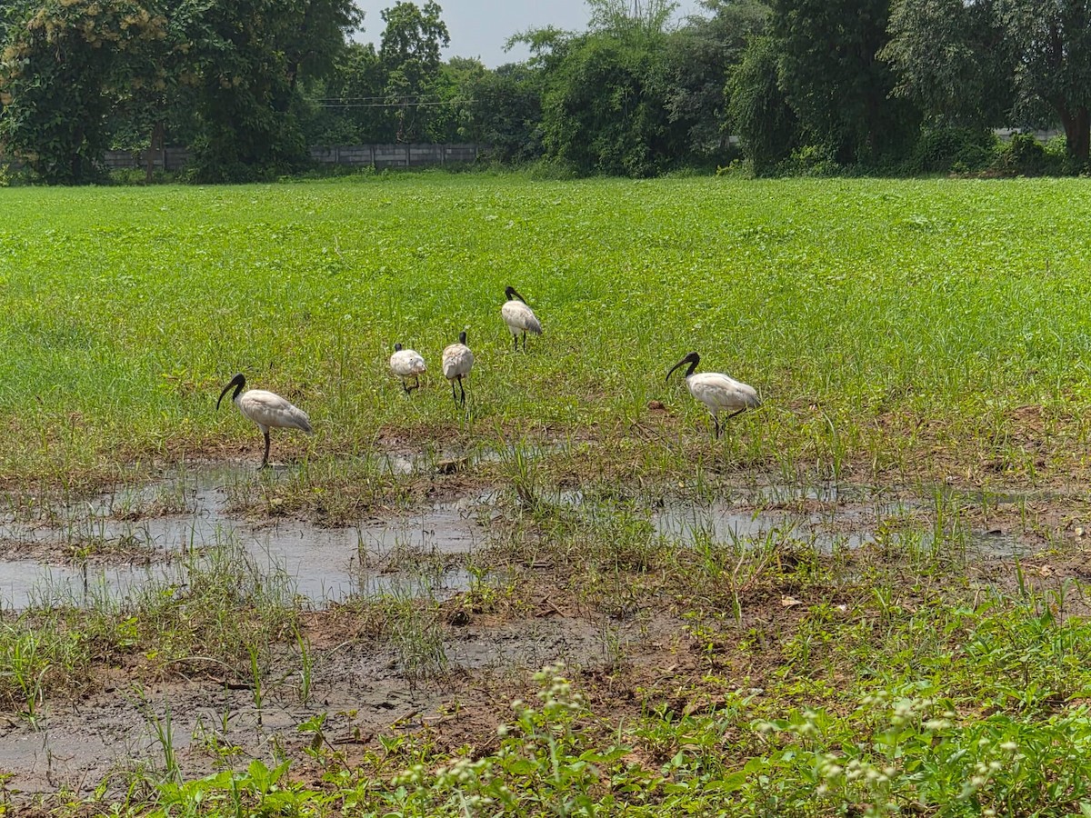 Black-headed Ibis - ML641644624
