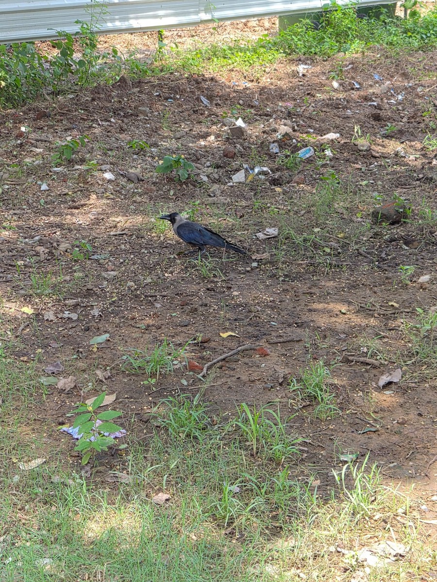 House Crow - ML641644625