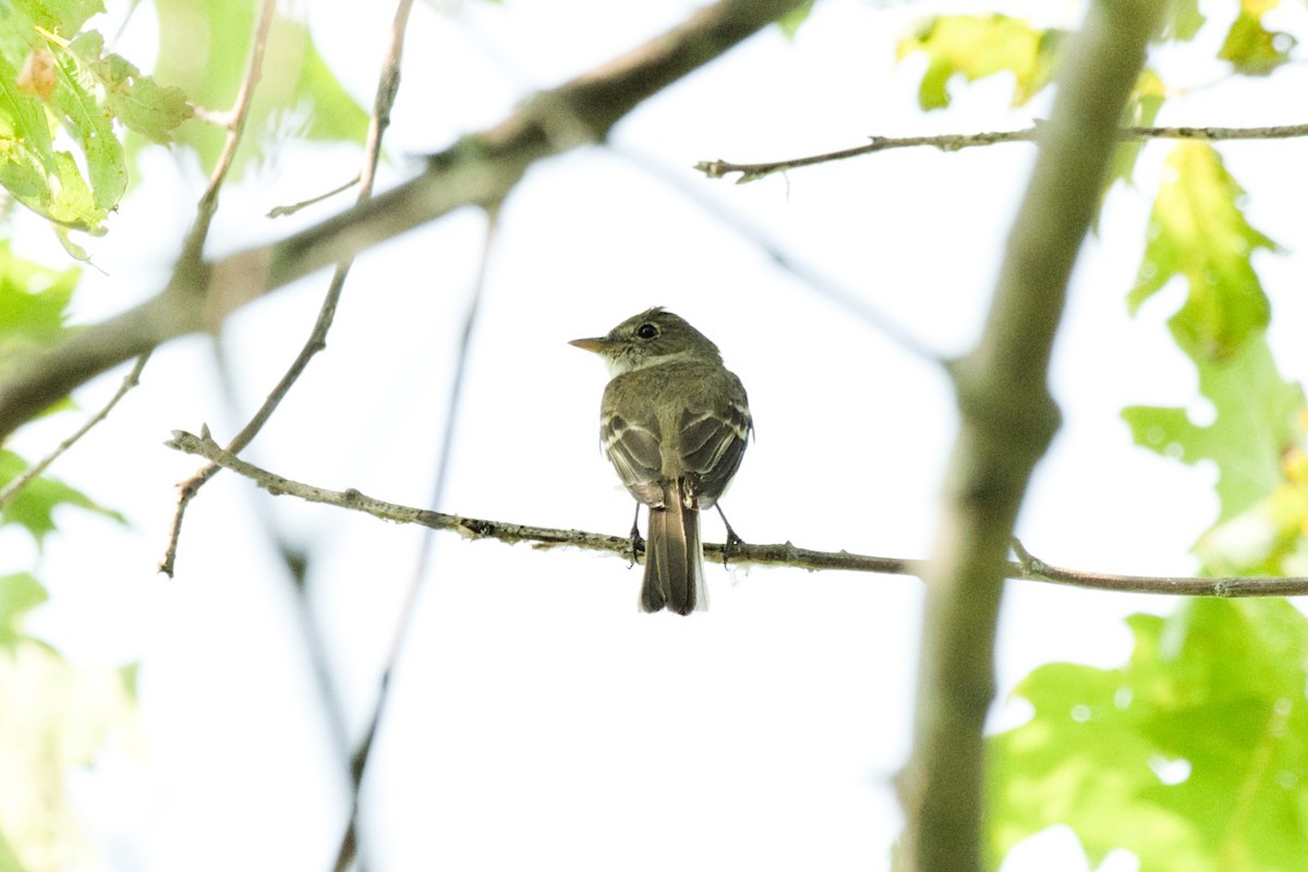 Willow Flycatcher - ML641644638