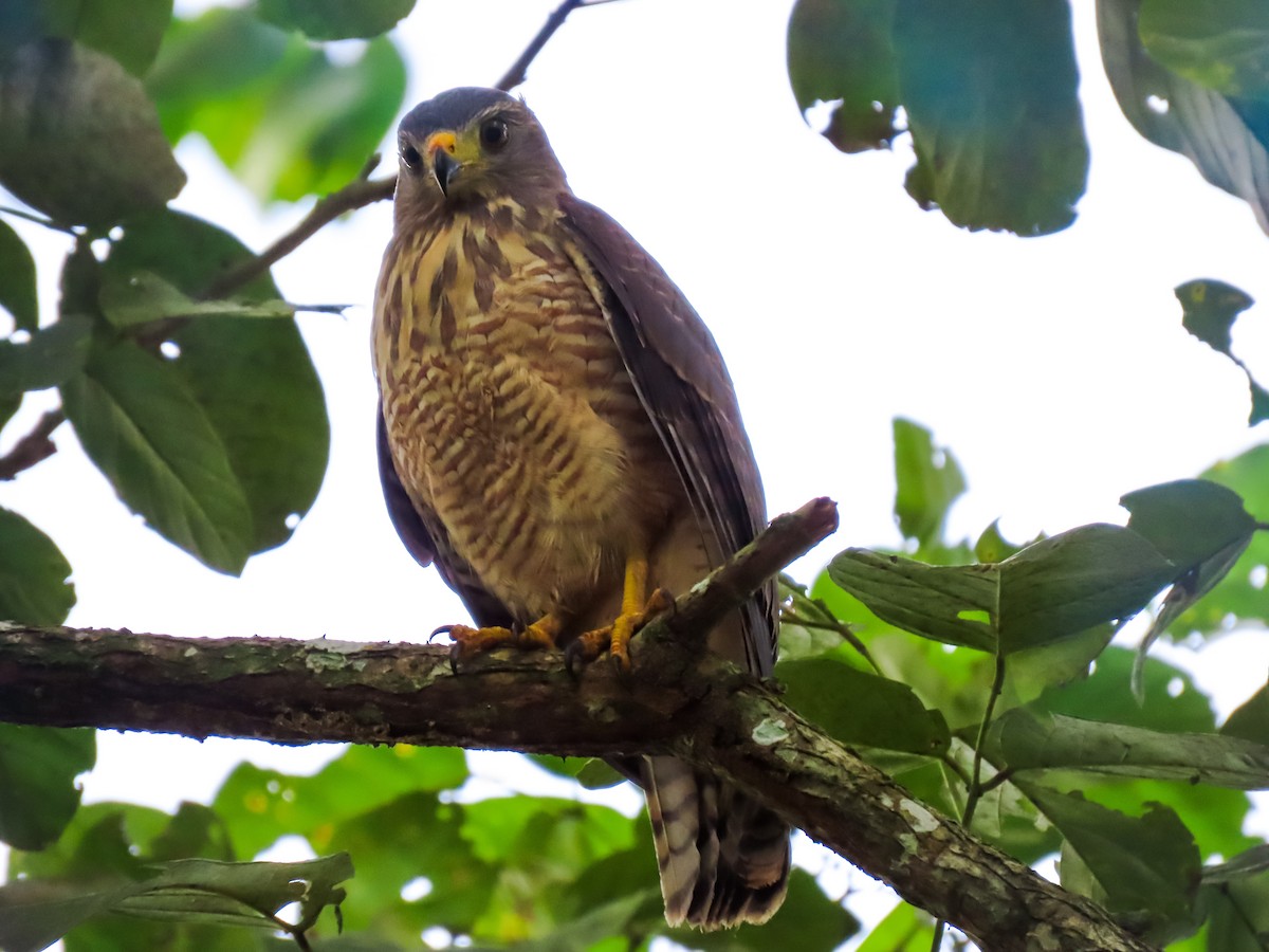 Roadside Hawk - ML641644651