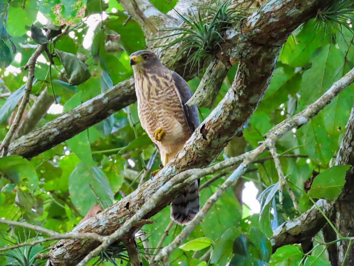 Roadside Hawk - ML641644652