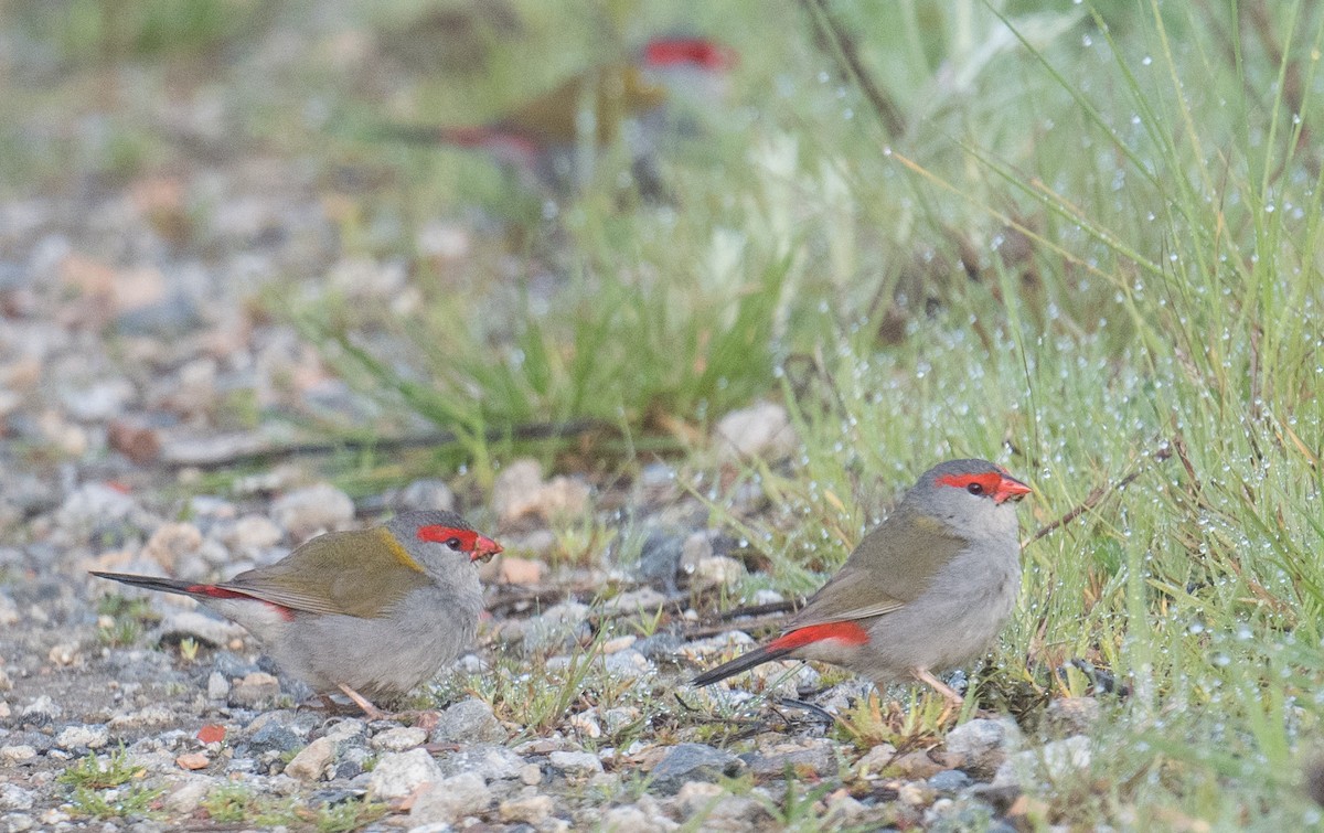 Red-browed Firetail - ML641644658