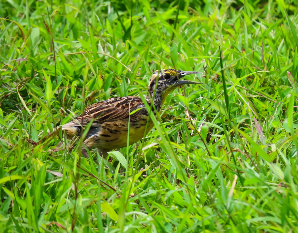 Eastern Meadowlark - ML641644666