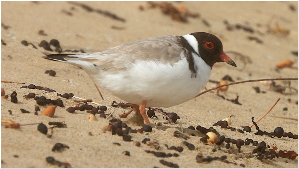 Hooded Plover - ML641644669