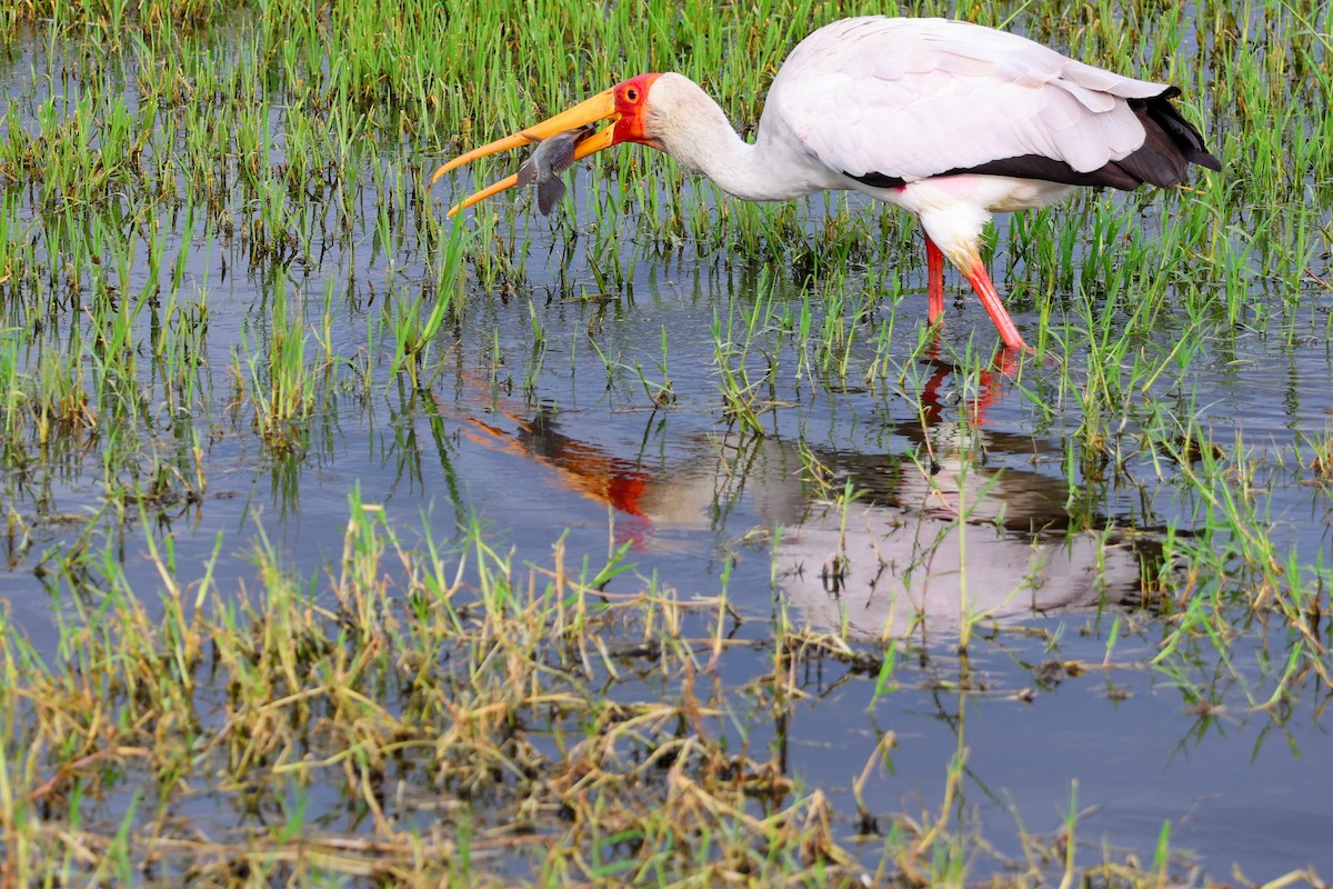 Yellow-billed Stork - ML641644708