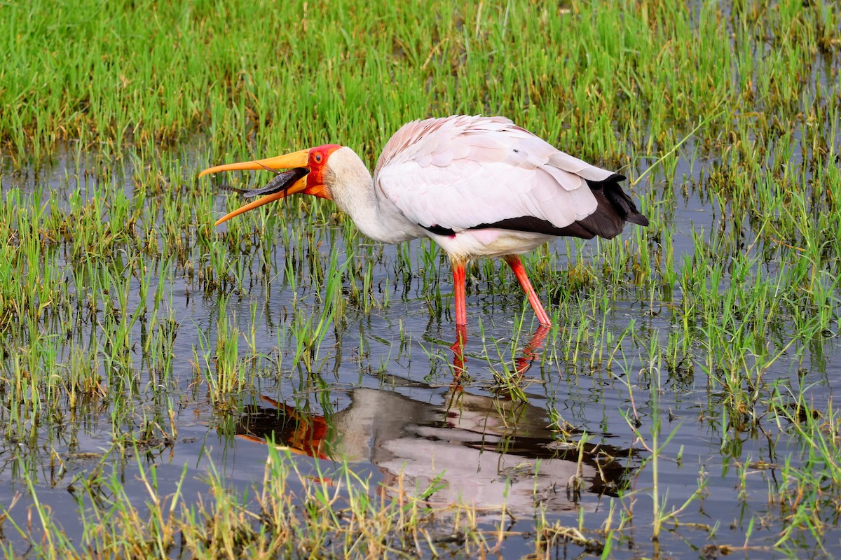 Yellow-billed Stork - ML641644709