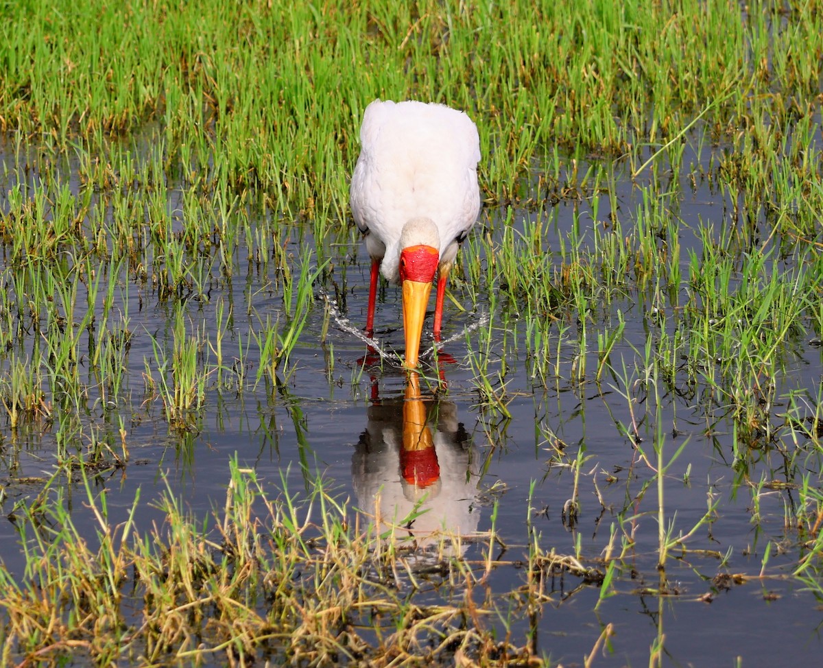 Yellow-billed Stork - ML641644711