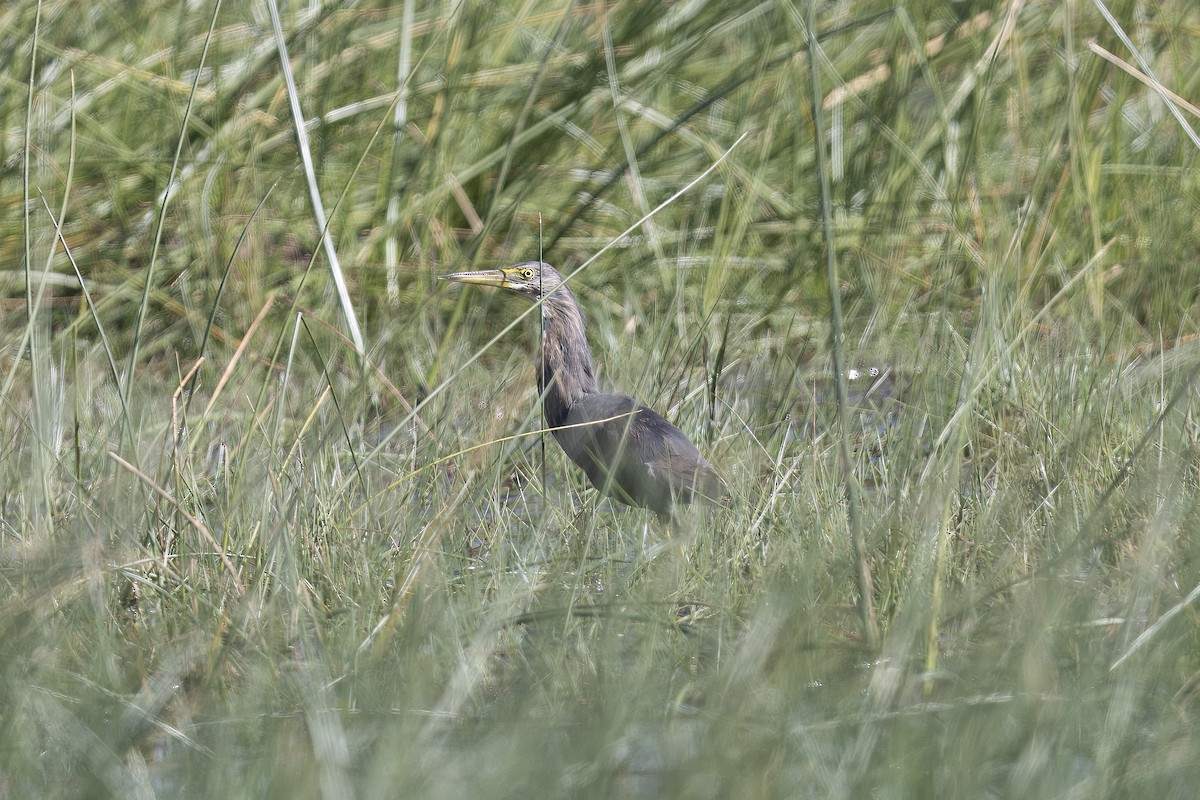 Rufous-bellied Heron - ML641644722