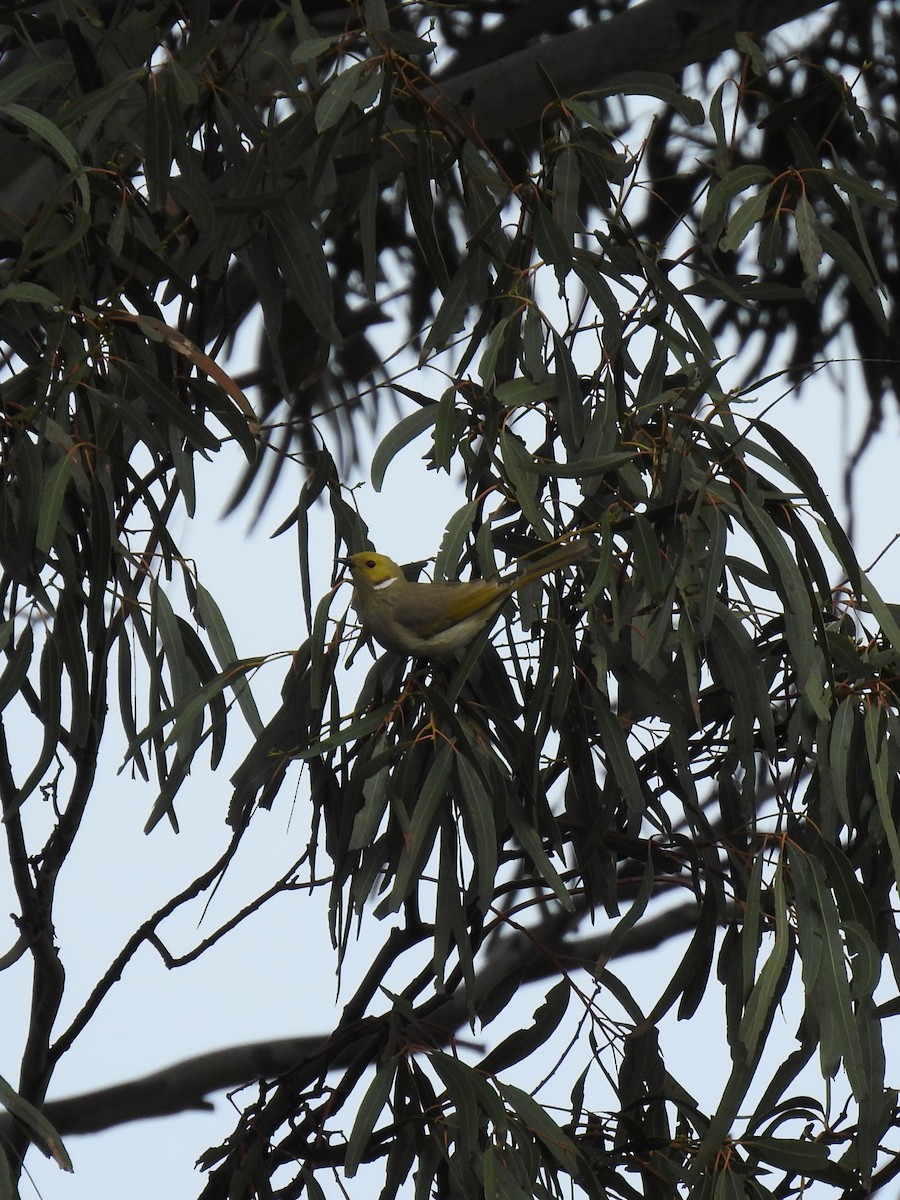 White-plumed Honeyeater - ML641644728
