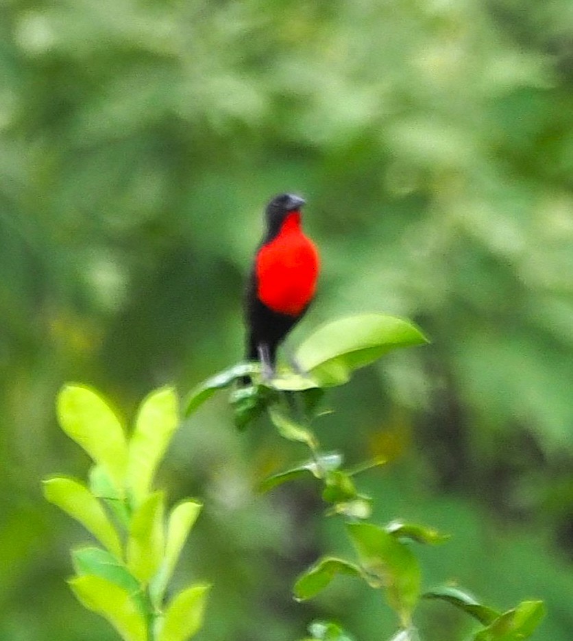 Red-breasted Meadowlark - ML641644770