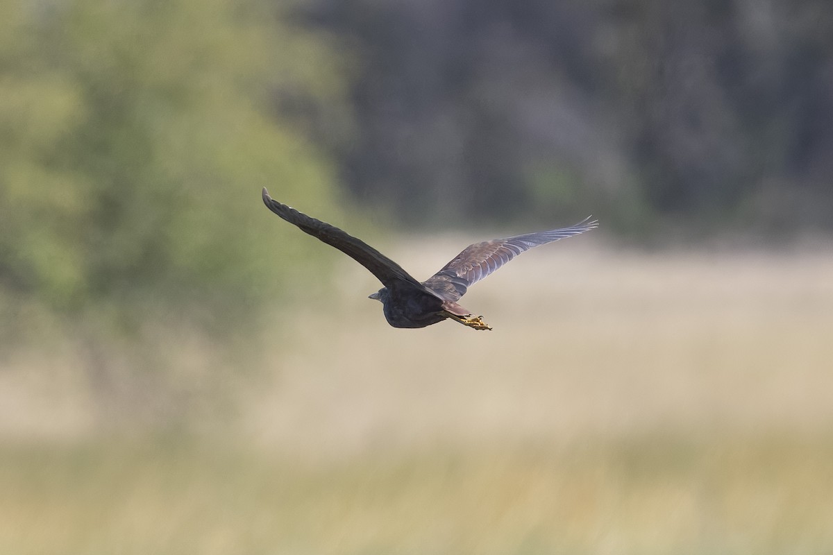 Rufous-bellied Heron - ML641644771