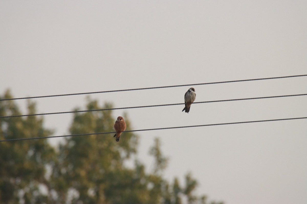 Red-footed Falcon - ML641644774