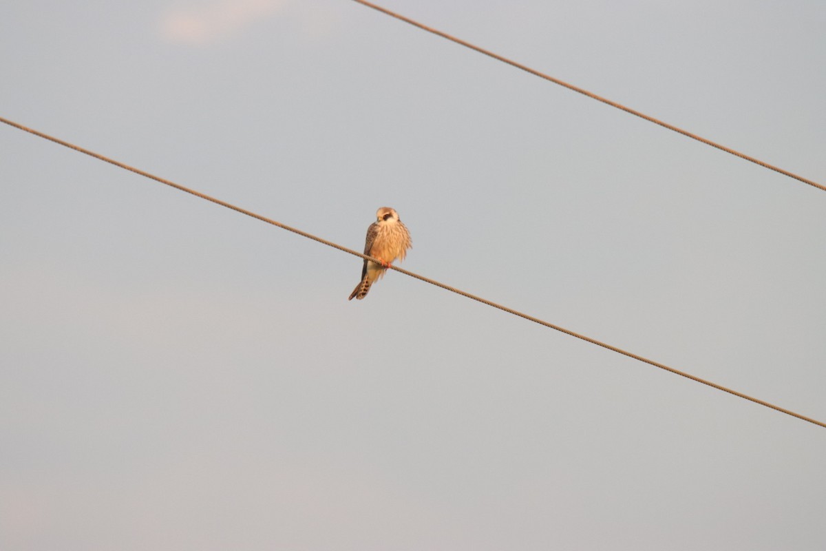 Red-footed Falcon - ML641644775