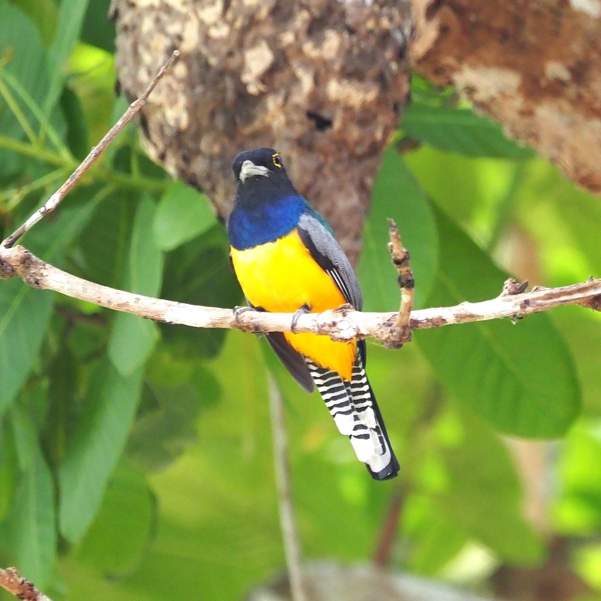 Gartered Trogon - ML641644782