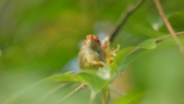 Olive-backed Tailorbird - ML641644786