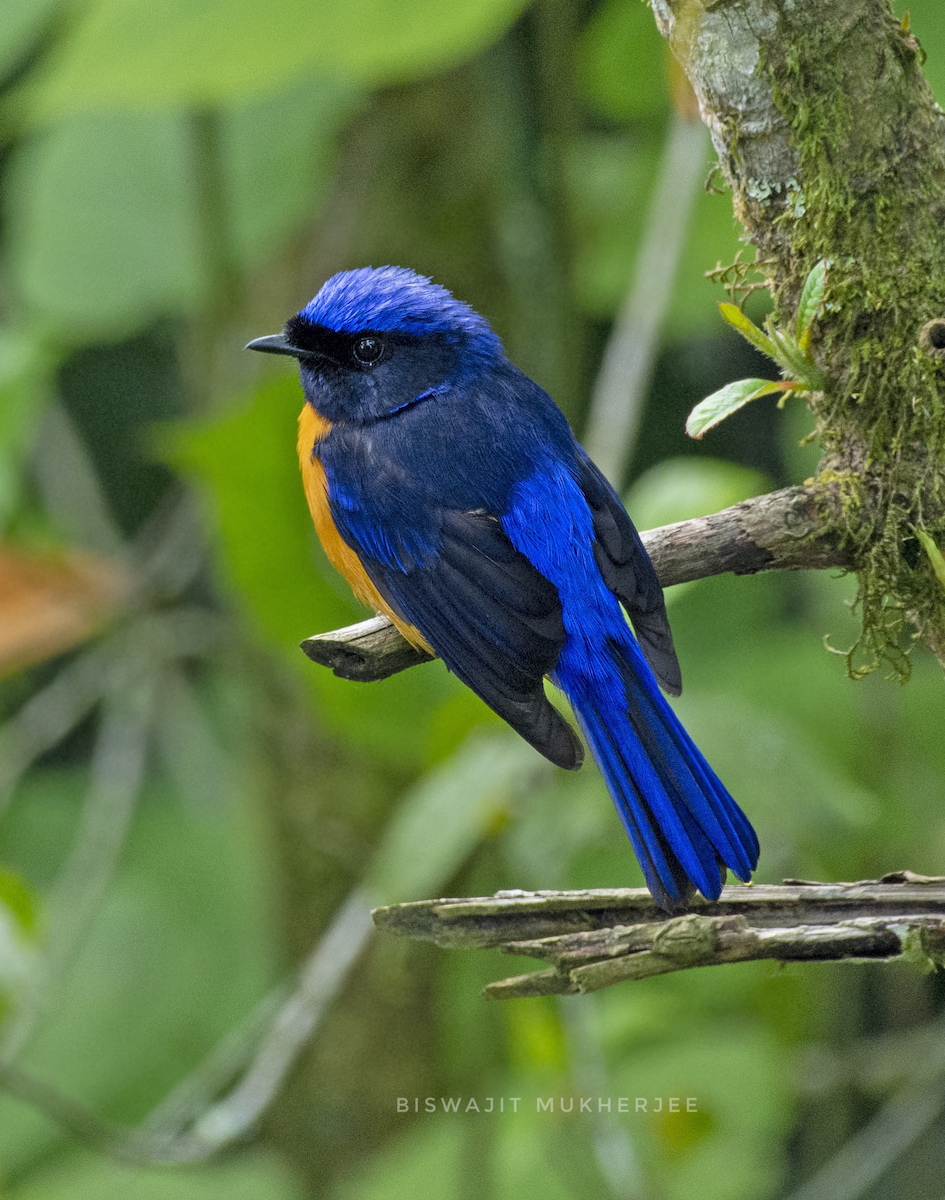 Rufous-bellied Niltava - ML641644788