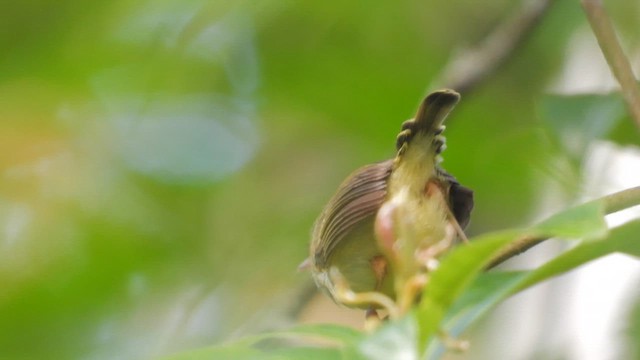 Olive-backed Tailorbird - ML641644790