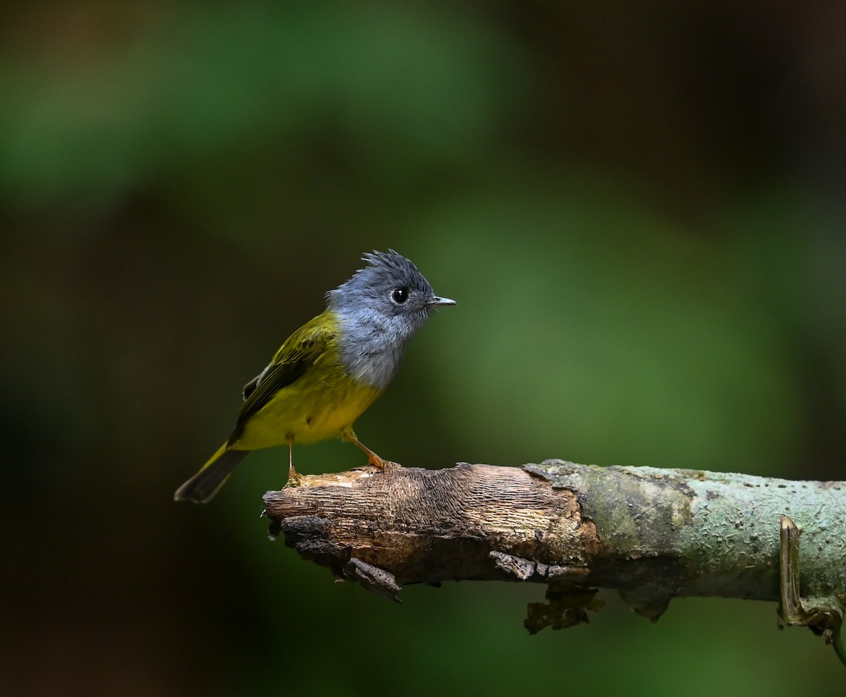 Gray-headed Canary-Flycatcher - ML641644793