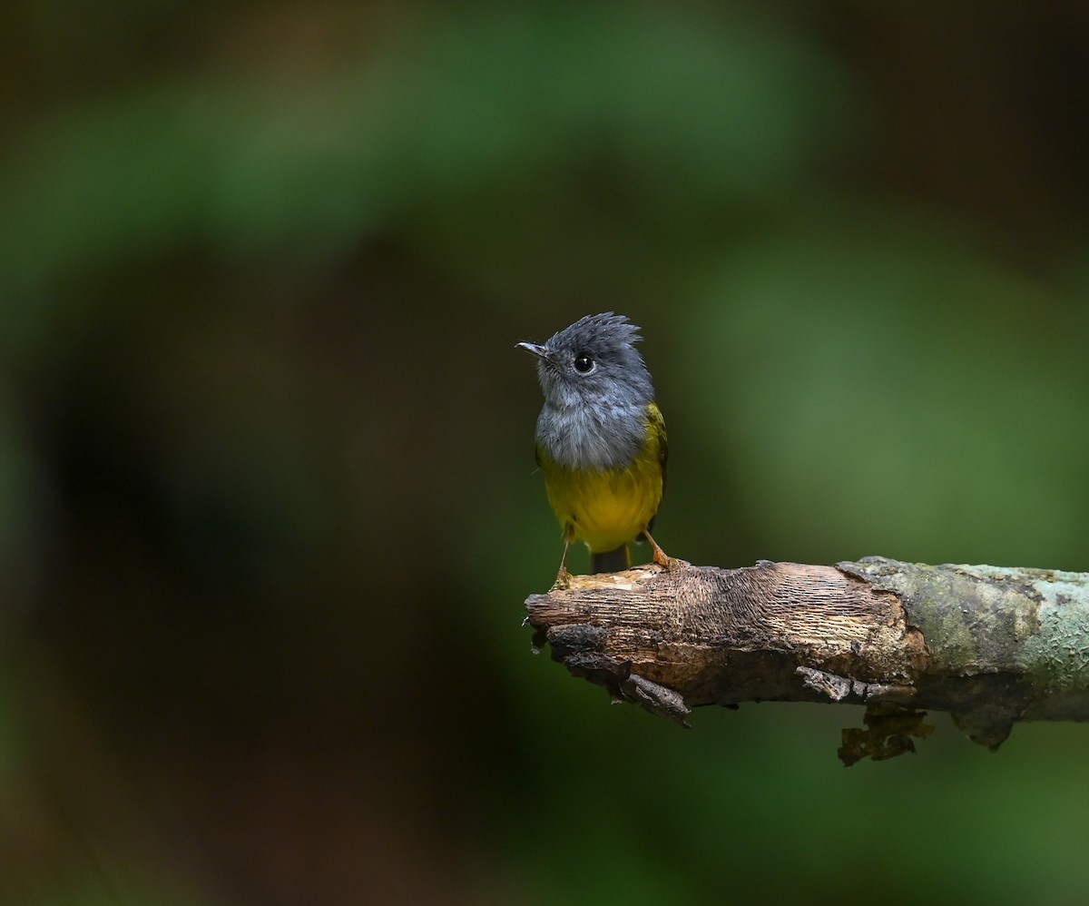 Gray-headed Canary-Flycatcher - ML641644794