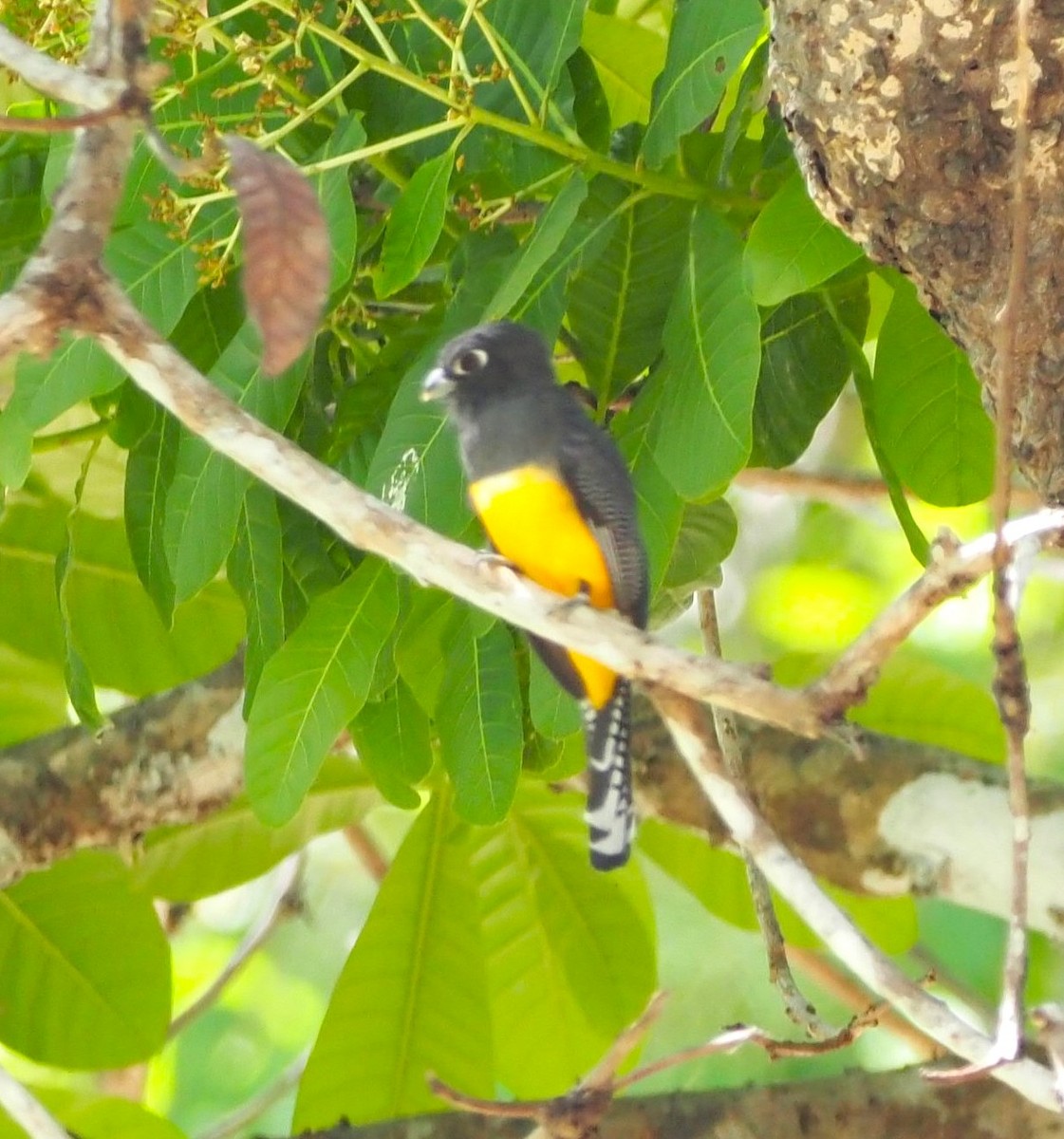 Gartered Trogon - ML641644796