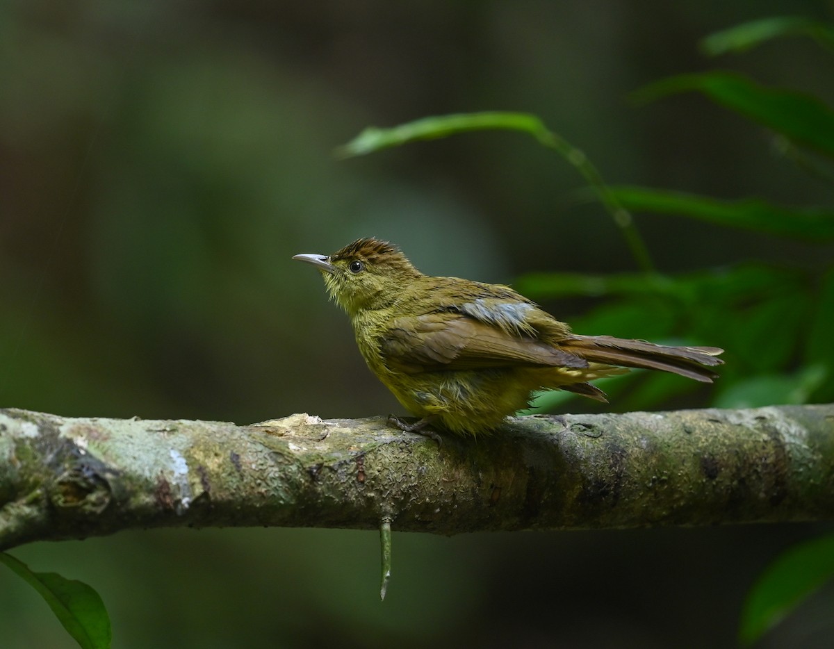 Cachar Bulbul - ML641644798